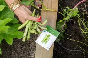 A hand holds fresh bush beans next to a seed packet. This harvest suggests bush beans do not need a trellis, unlike pole beans.