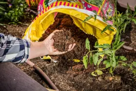 Hand holding rich soil from a bag, comparing raised bed soil vs garden soil for a new tomato plant.