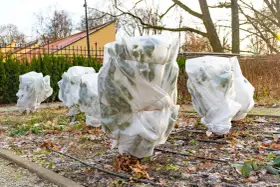 Plants are wrapped in white fabric, tied with twine, showing how to protect plants from frost.