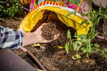 Hand holding rich soil from a bag, comparing raised bed soil vs garden soil for a new tomato plant.
