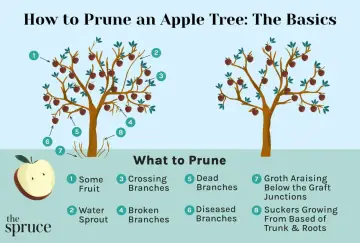 Learn how to prune apple trees by identifying what to cut: water sprouts, crossing branches, dead or diseased limbs, and suckers.