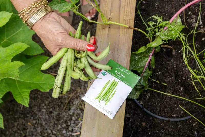 A hand holds fresh bush beans next to a seed packet. This harvest suggests bush beans do not need a trellis, unlike pole beans.