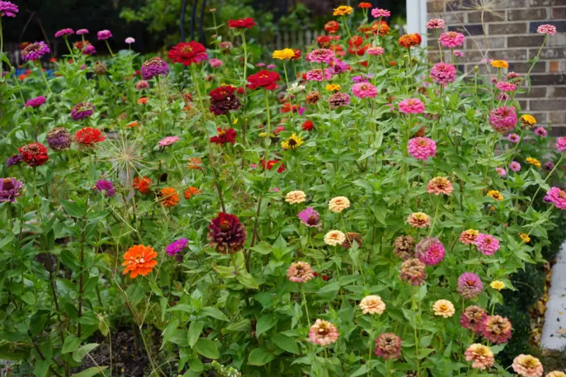 A vibrant patch of zinnias in various colors, from deep red to bright pink and orange. While beautiful, are zinnias edible? This garden offers a feast for the eyes, not the palate.