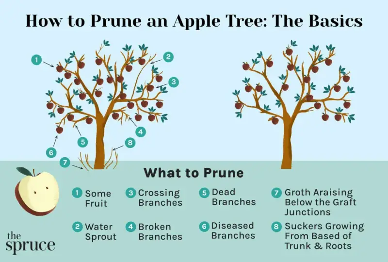 Learn how to prune apple trees by identifying what to cut: water sprouts, crossing branches, dead or diseased limbs, and suckers.